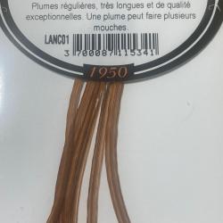Lancettes de coq roux- Qualité génétique supérieure pour mouches sèches
