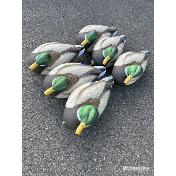 Lot de 6 Colvert HD Mousse