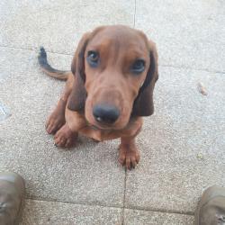 Chien basset des alpes