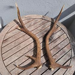 Paire de bois de cerf 8 cors ; Cervus elaphus #7