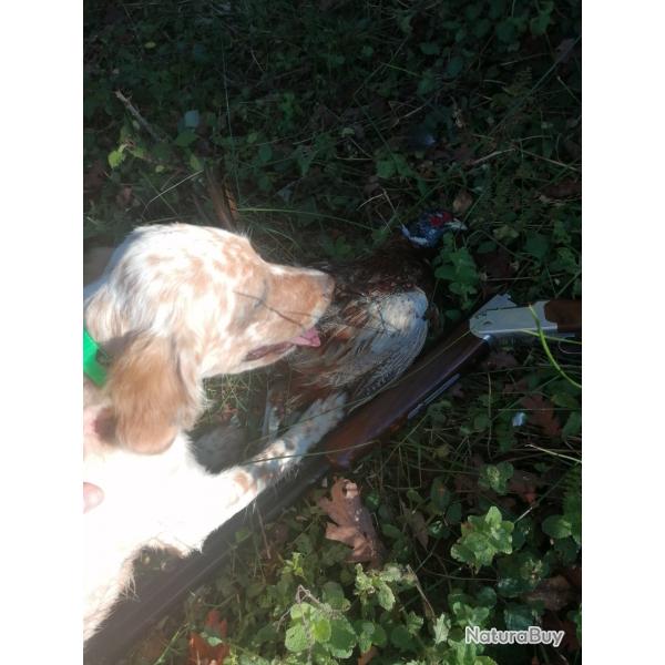 Recherche rgulation corvids,pigeon, tourneaux...