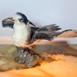 GUIFETTE NOIRE (CHLIDONIAS NIGER) (CE) : SPÉCIMEN NATURALISÉ