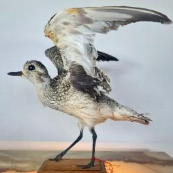 Pluvier argenté (Pluvialis squaratola) (CH) : spécimen naturalisé