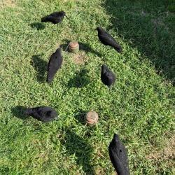 Lot leurres corvidés