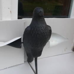 Corbeau a ailes tournantes