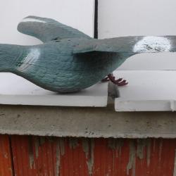 pigeon plastique