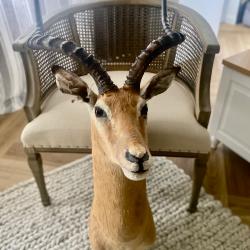 Impala