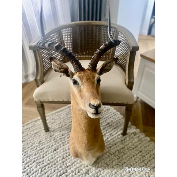 Impala