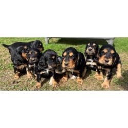 COCKER ANGLAIS Chiots de 2 mois LOF