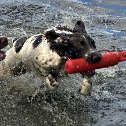SPRINGER ANGLAIS chiots et sujets débourrés LOF