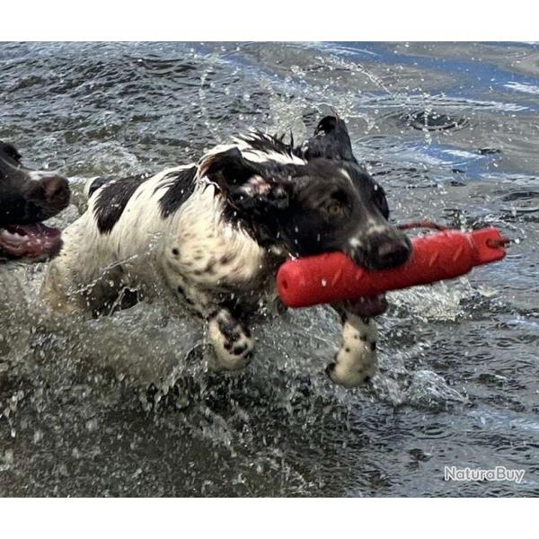 SPRINGER ANGLAIS chiots et sujets dbourrs LOF