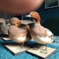 Taxidermie collection canards
