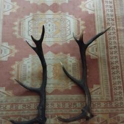 DEUX BOIS MUES CERF 5 CORS 74/78CM