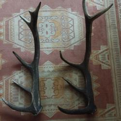 DEUX BOIS MUES CERF 5 CORS 64/70CM