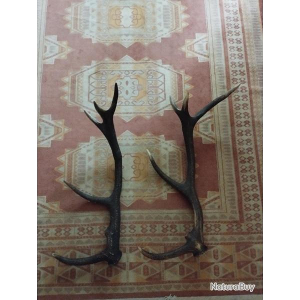 DEUX BOIS MUES CERF 5 CORS 74/78CM