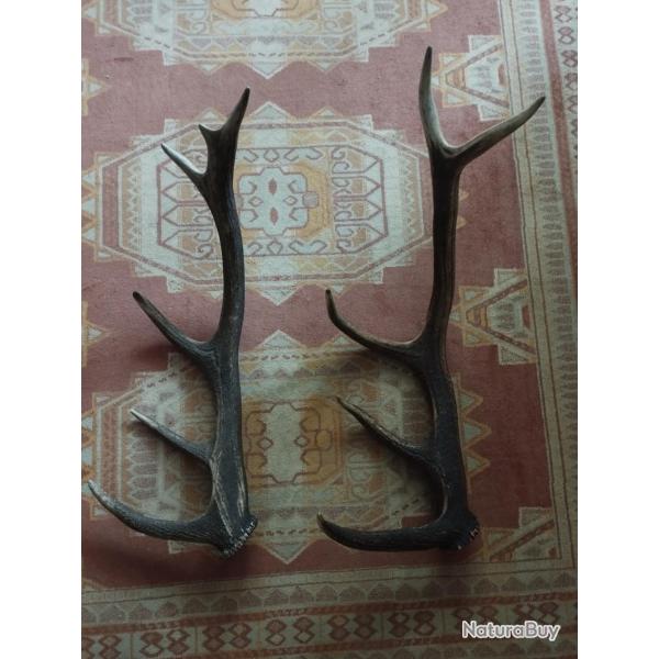 DEUX BOIS MUES CERF 5 CORS 64/70CM