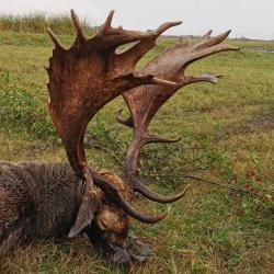 La chasse du daim en Hongrie