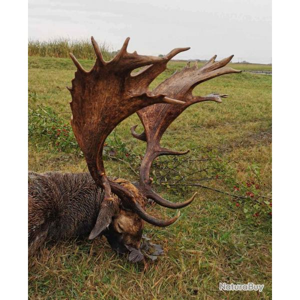 La chasse du daim en Hongrie