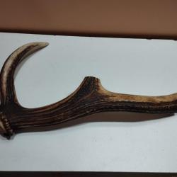 BEAU MORCEAU BOIS MUES CERF AVEC MEULE ANDOUILLER POUR CHIEN COUTELLERIE ARTISANAT