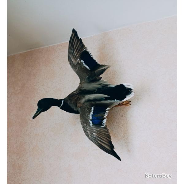 Canard colvert naturalis