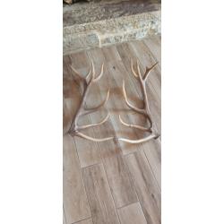 Paire de bois de cerf 14 cors