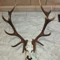 massacres cerf elaphe