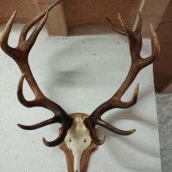 massacre cerf elaphe
