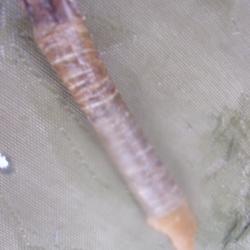 reproduction  grattoir  néolithique 17 cm