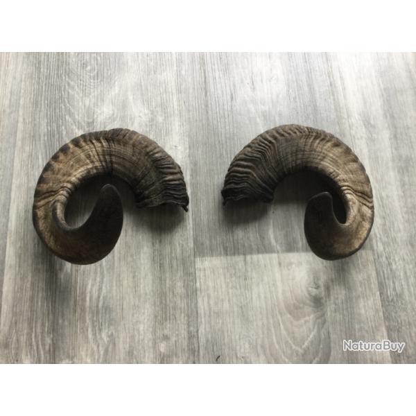 Paire de corne