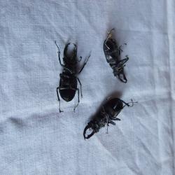 3 insectes coléoptères.