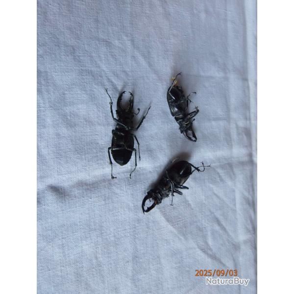 3 insectes coloptres.