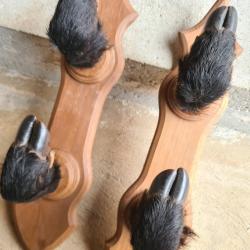 Râtelier pour 2 fusils, pattes sanglier