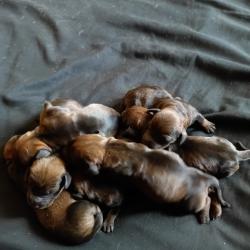 A réserver chiots teckels mâles ou femelles robe sanglier parents chasseurs