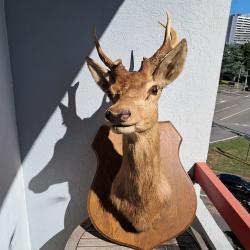 Taxidermie de cerf élaphe tête bizarde ; Cervus elaphus #2008