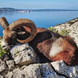 La chasse du mouflon en Croatie