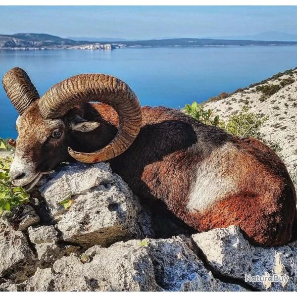 La chasse du mouflon en Croatie