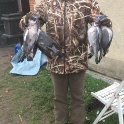 Chasse aux pigeons ramiers en sologne