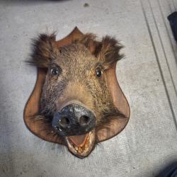 Lot de trophées, sanglier et chevreuil