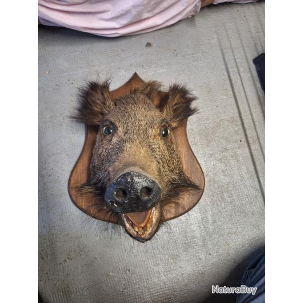 Lot de trophes, sanglier et chevreuil