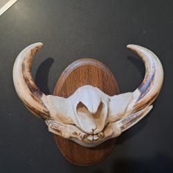 Trophée "museau" de phacochère #6