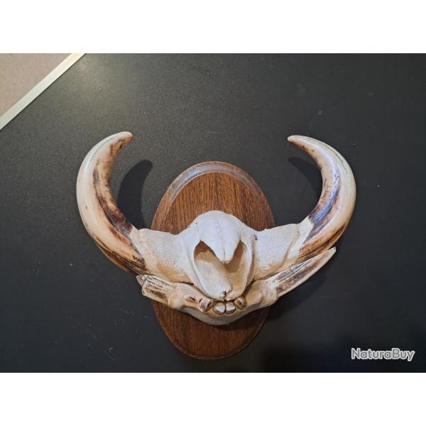 Trophe "museau" de phacochre #6