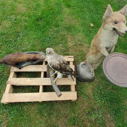 Lot animaux empaillés renard buse martre