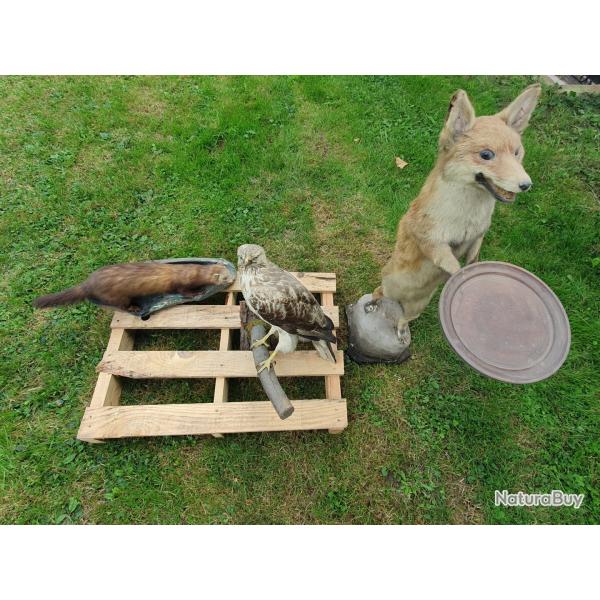 Lot animaux empaills renard buse martre