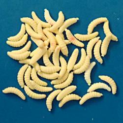 50 LARVES ASTICOTS - plastique   - lcr