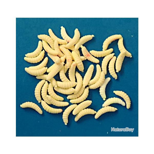 50 LARVES ASTICOTS - plastique   - lcr