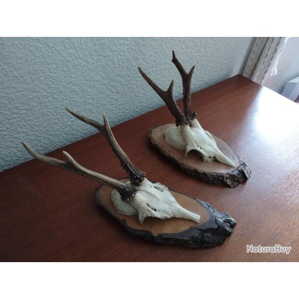 2 TROPHEE MASSACRE CHEVREUIL BROCARD BOIS 14/18CM
