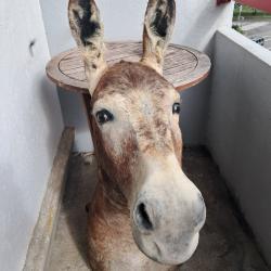 Taxidermie d' Ane ; Equus asinus