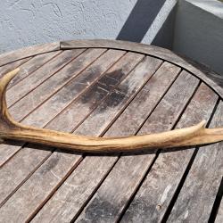 Bois de cerf élaphe ; Cervus elaphus #0209(4)