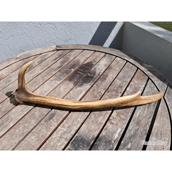 Bois de cerf laphe ; Cervus elaphus #0209(4)