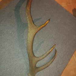 Trophée Bois de cerf
